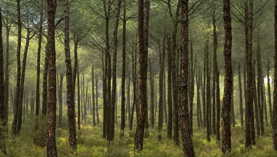 Bosque de pinos en Andalucía para ilustrar la nueva Ley de Gestión Ambiental